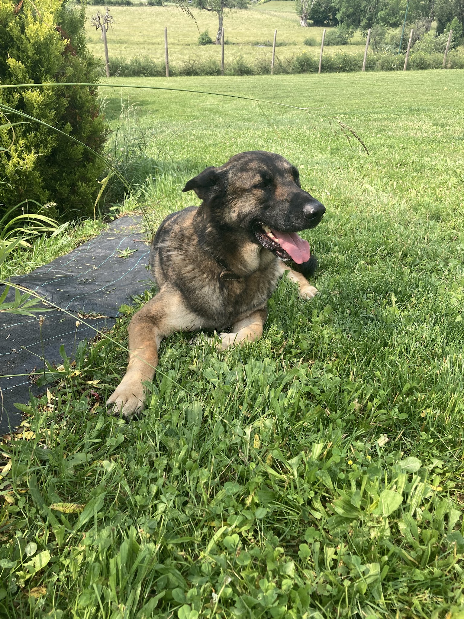 Pension canine familiale — photo