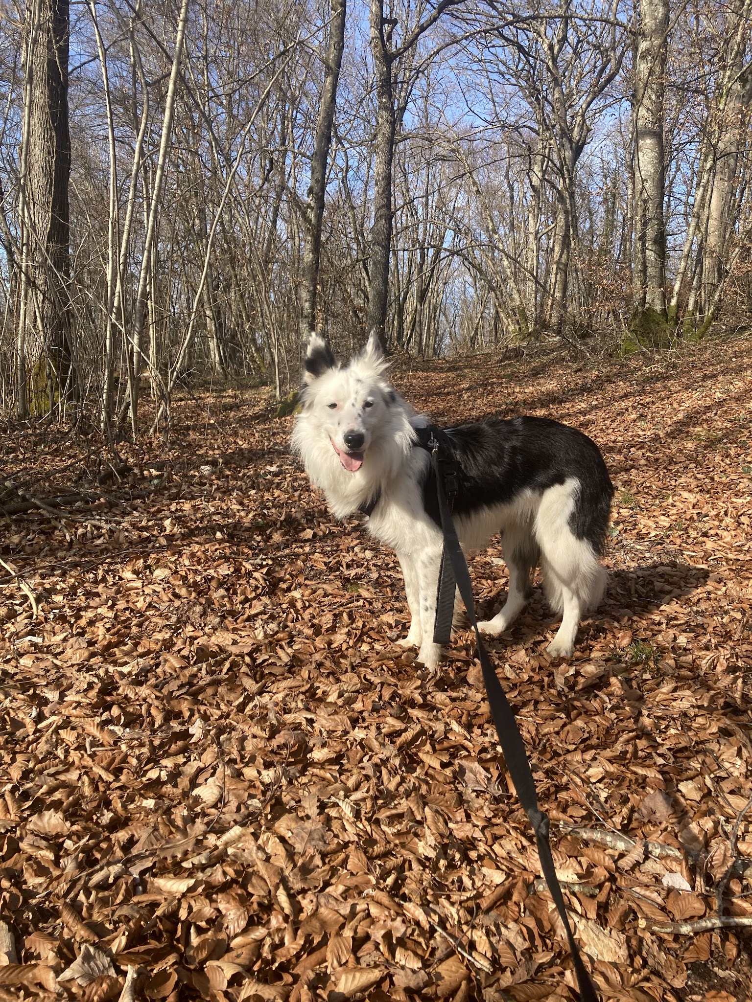 Pension canine familiale — photo