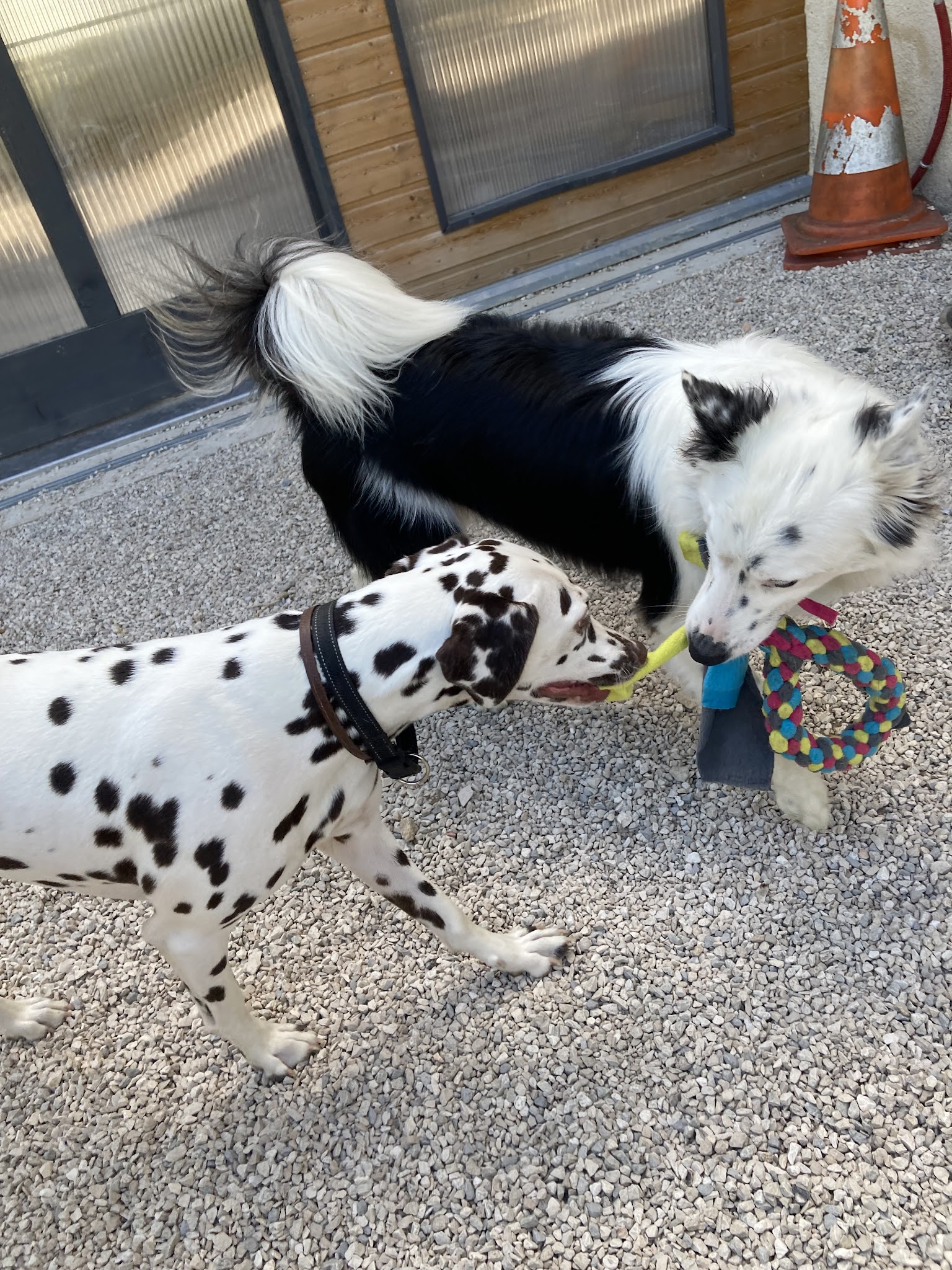 Pension canine familiale — photo
