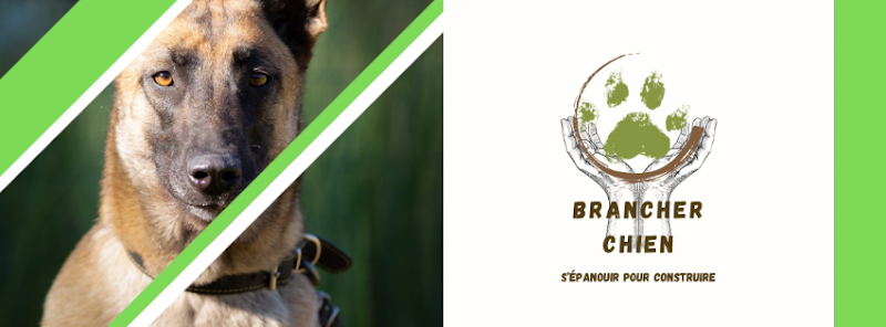 Brancher chien