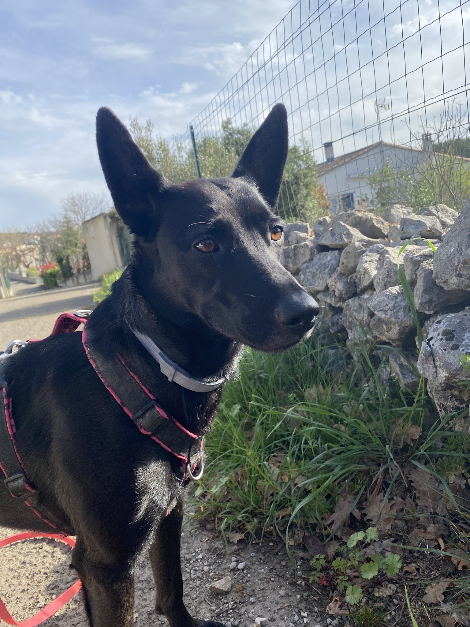 Brancher chien — photo