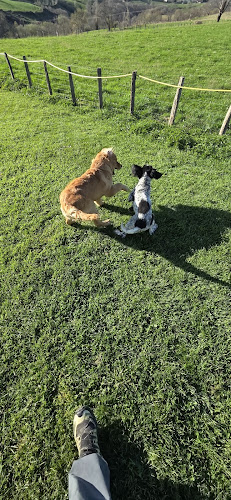 Pension Canine et Elevage Mendi Artean