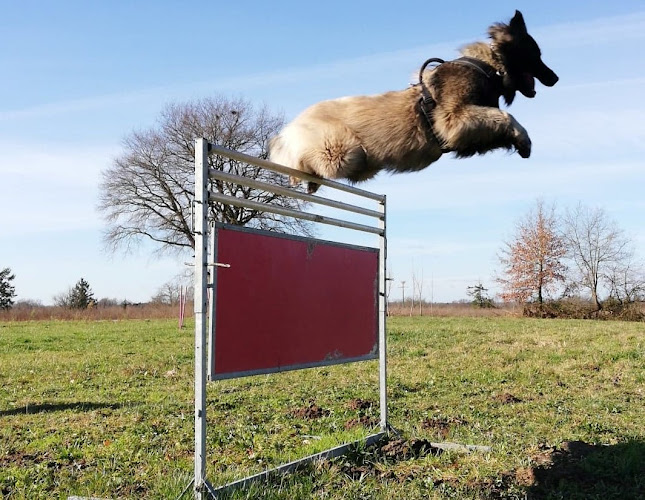 Pension canine et féline Des Derniers Centurions