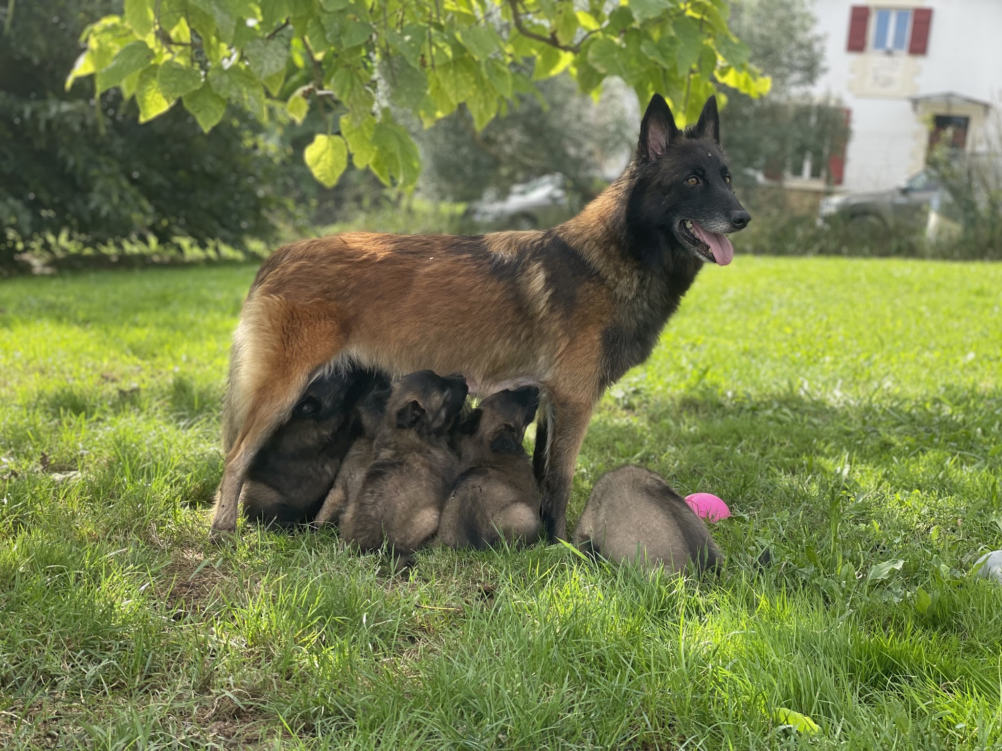 Pension canine et féline Des Derniers Centurions — photo