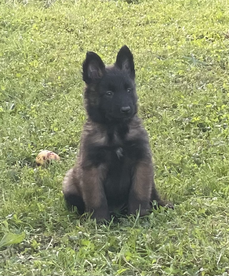 Pension canine et féline Des Derniers Centurions — photo