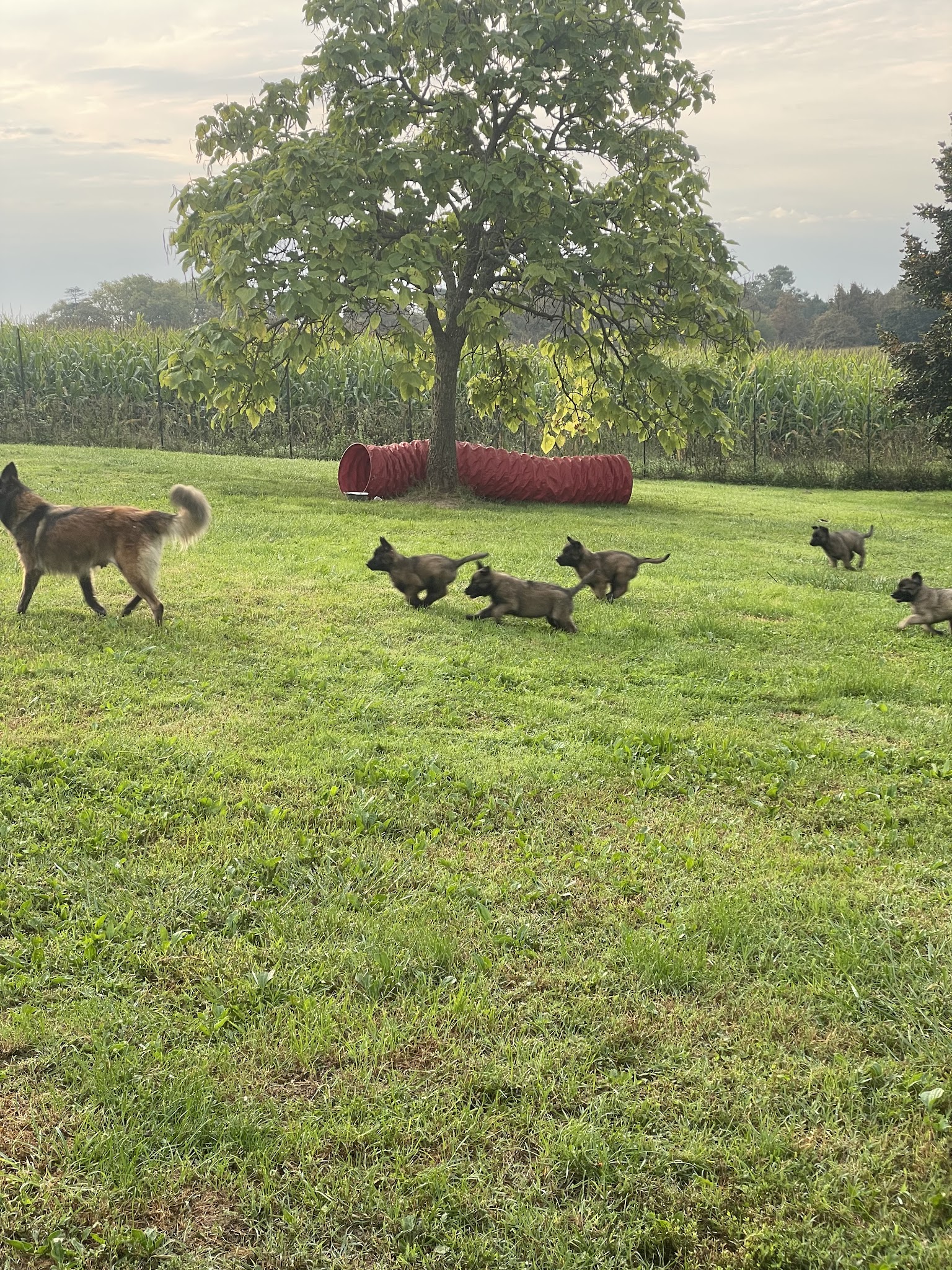 Pension canine et féline Des Derniers Centurions — photo
