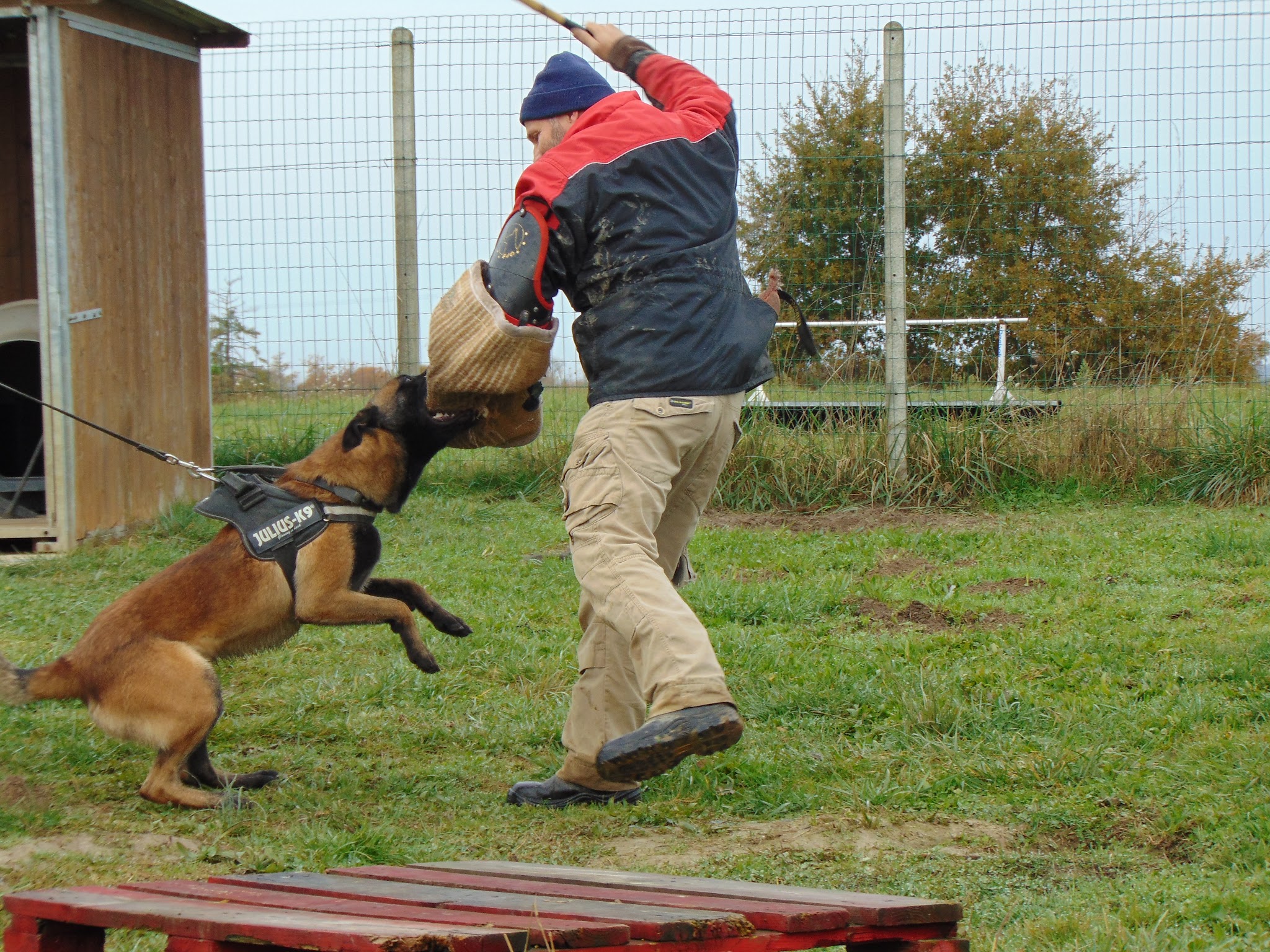 Pension canine et féline Des Derniers Centurions — photo