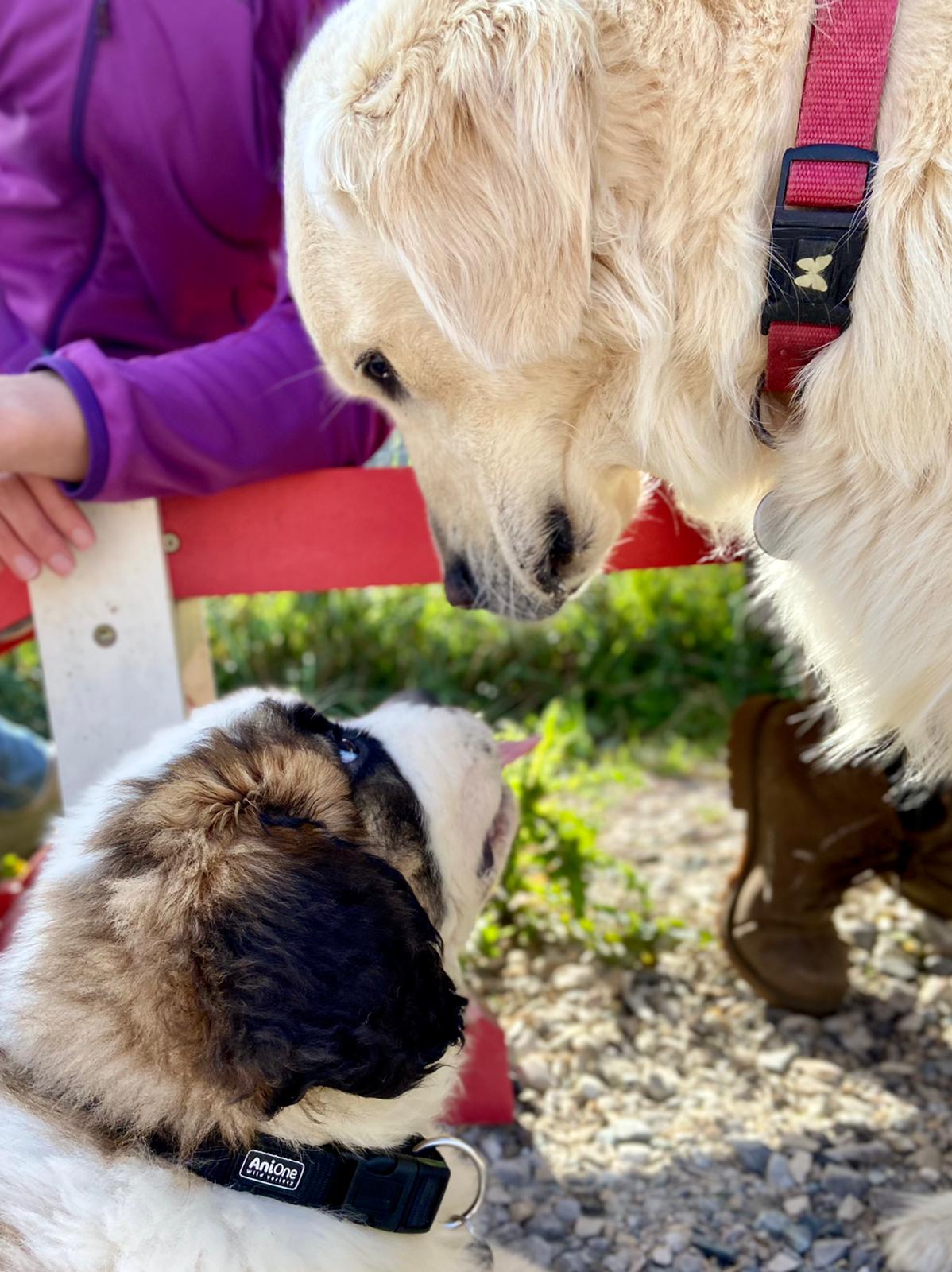 Clémence Chosson | Éducateur Comportementaliste Canin Félin — photo