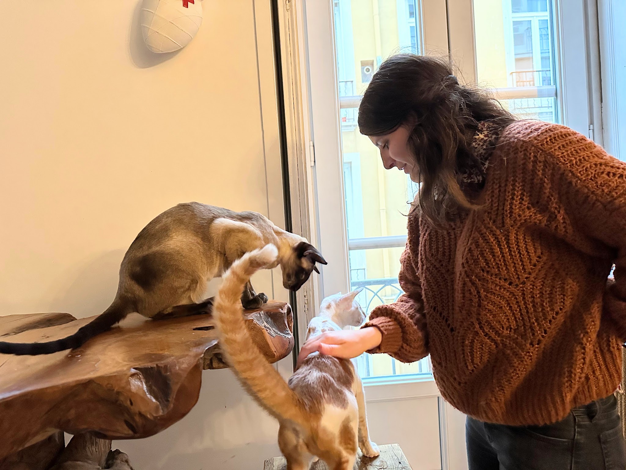 Clémence Chosson | Éducateur Comportementaliste Canin Félin — photo