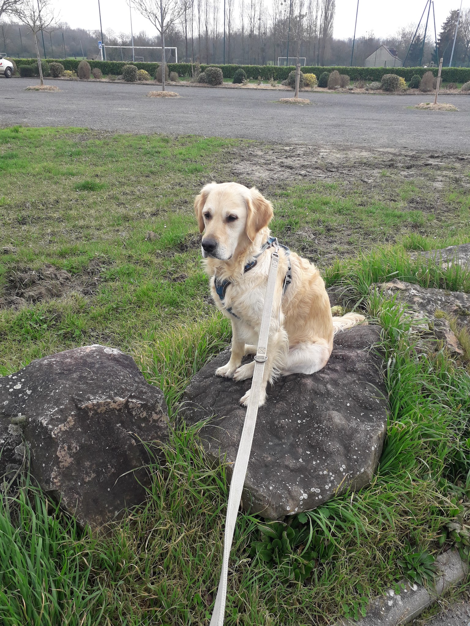 Étri'chiens & Cie