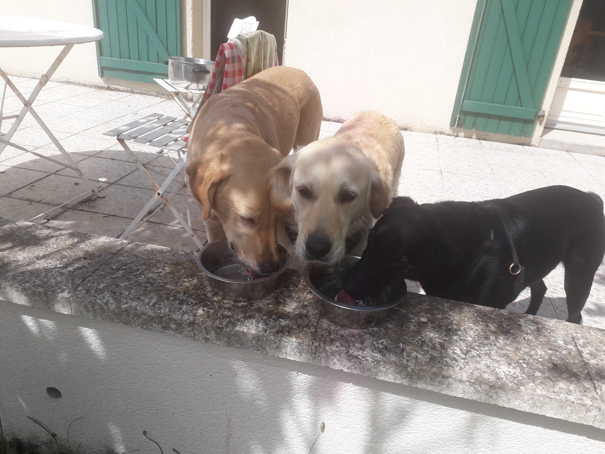 Étri'chiens & Cie — photo