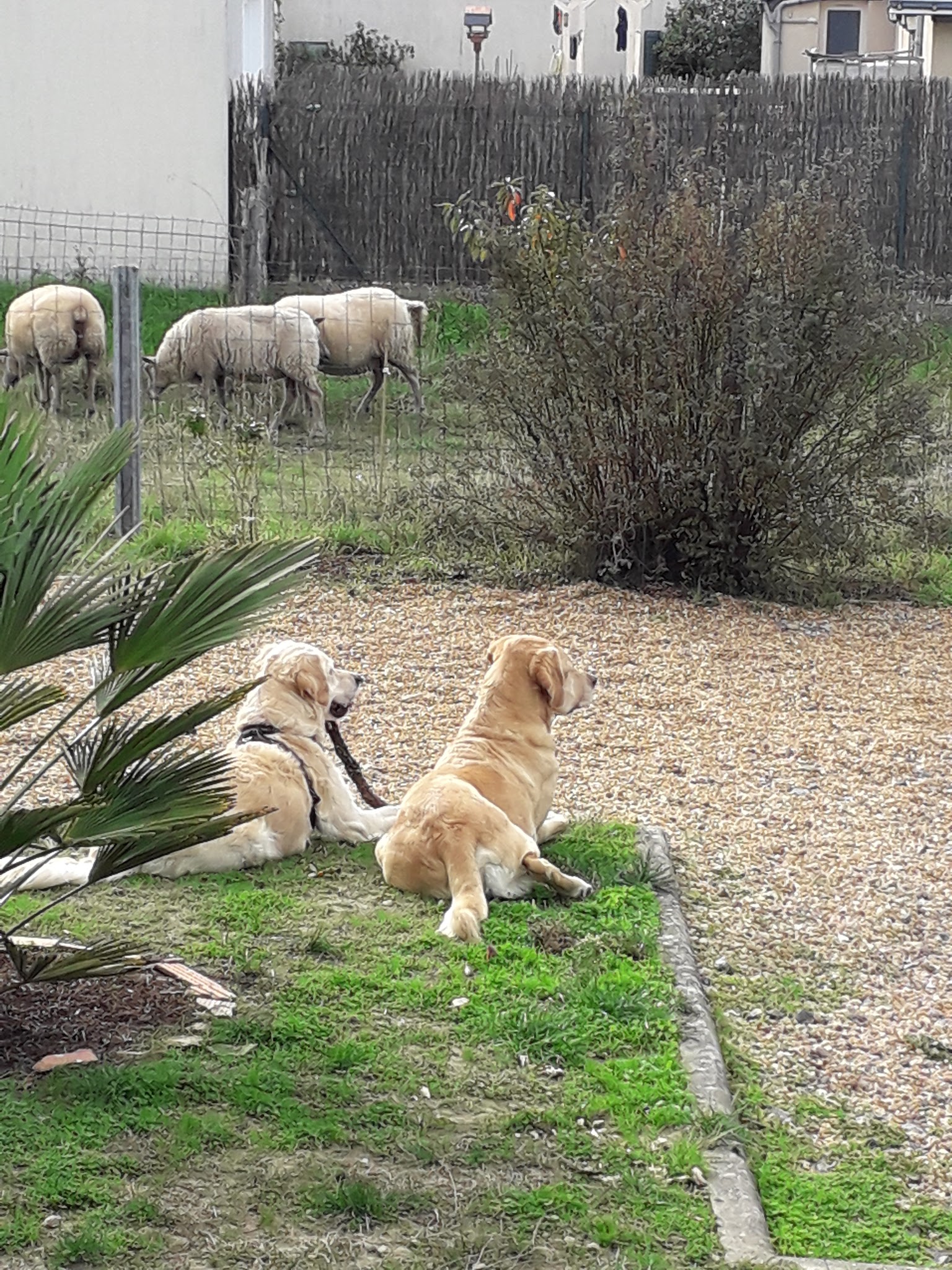 Étri'chiens & Cie — photo