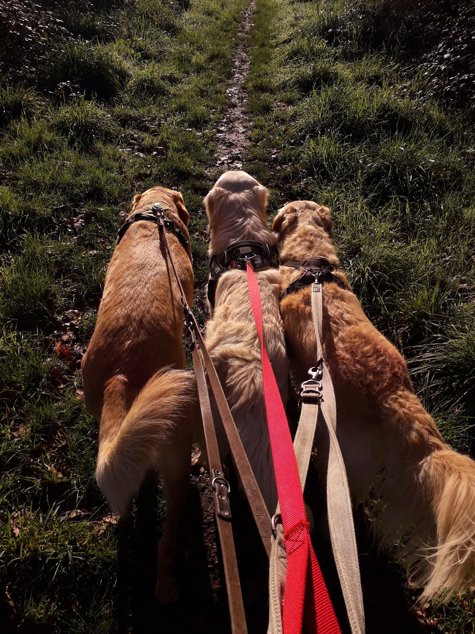 Étri'chiens & Cie — photo