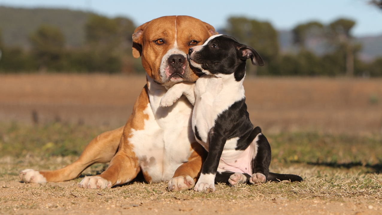 Bretignier Anticipation Canine — photo