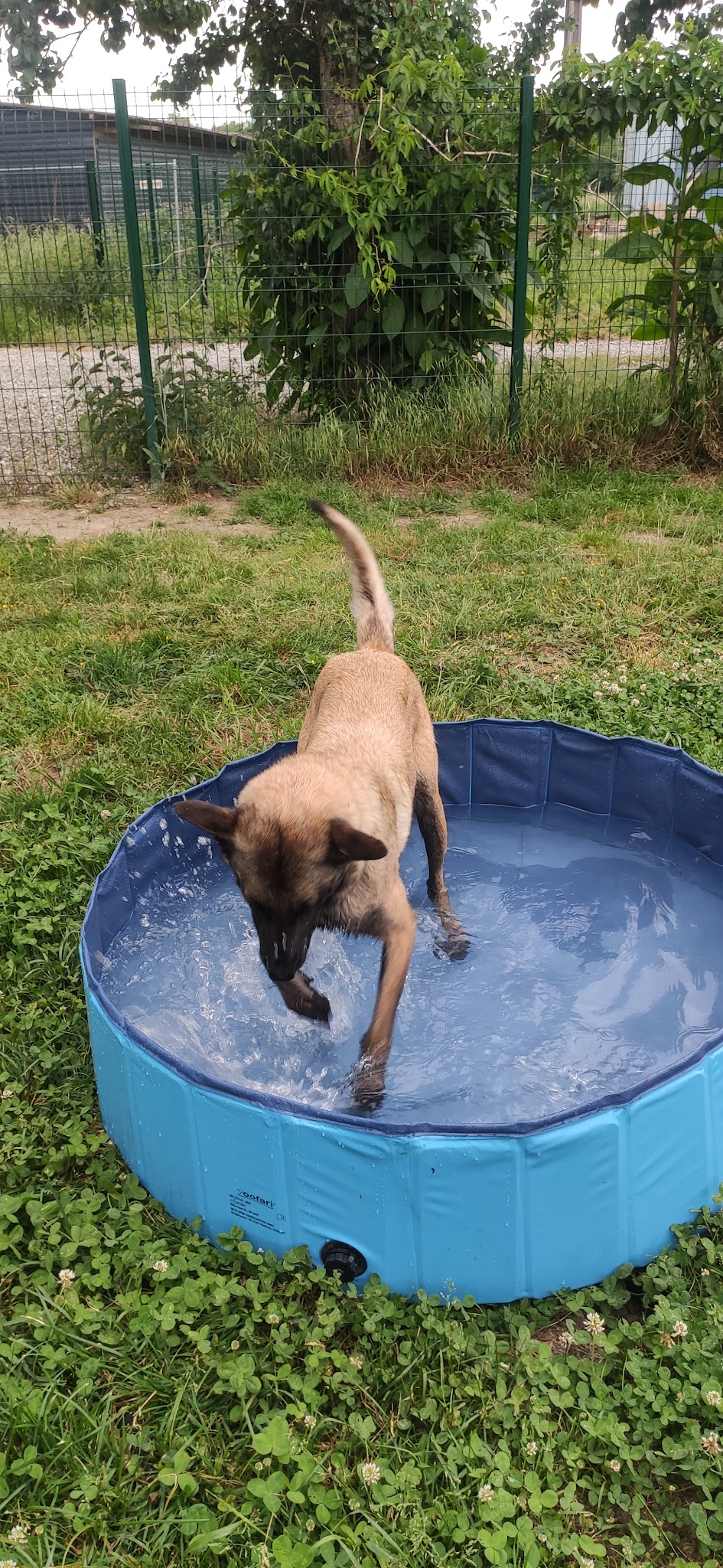 Techni' Chien - Centre Canin — photo