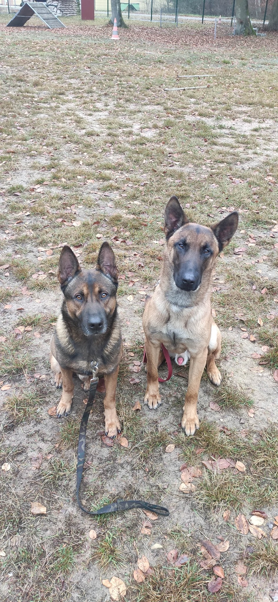 Techni' Chien - Centre Canin