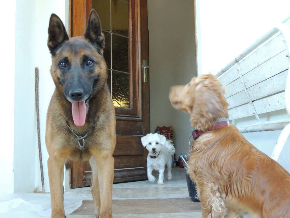 Techni' Chien - Centre Canin — photo