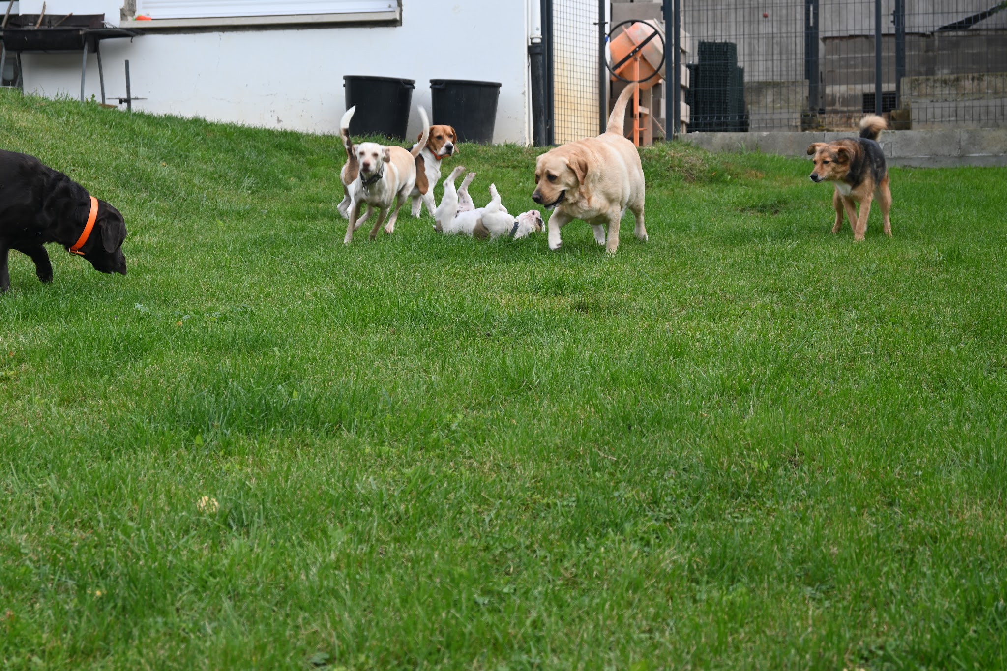 Dogs-sitter 57 — photo