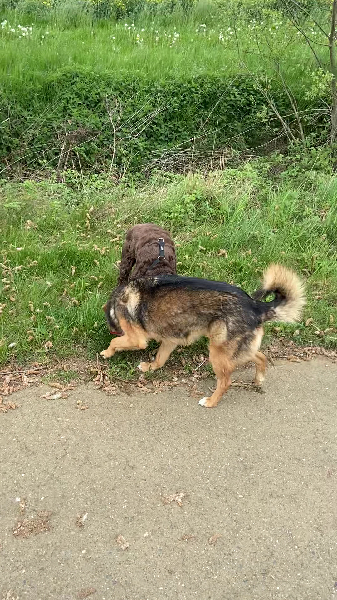 Dogs-sitter 57 — photo