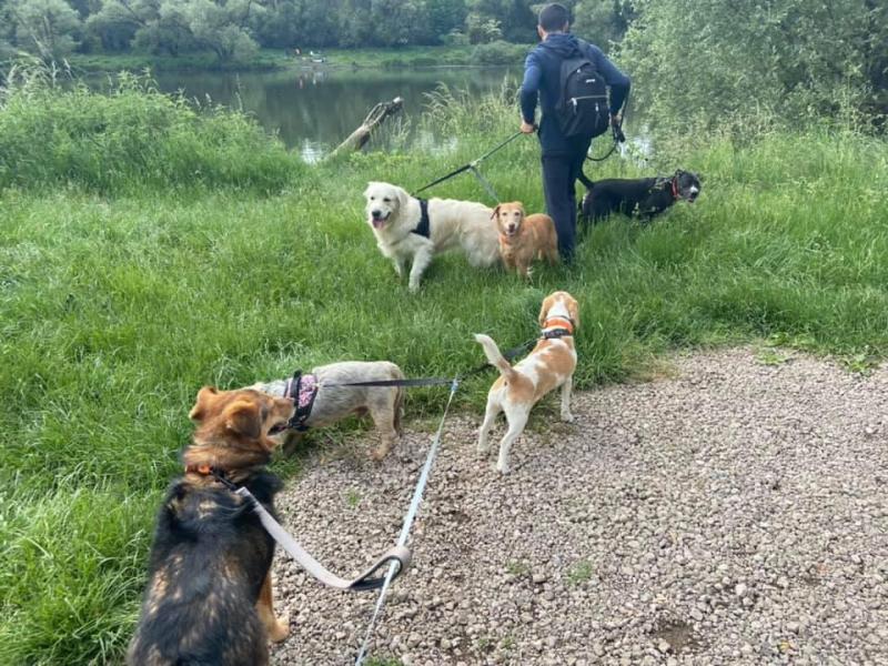 Dogs-sitter 57 — photo