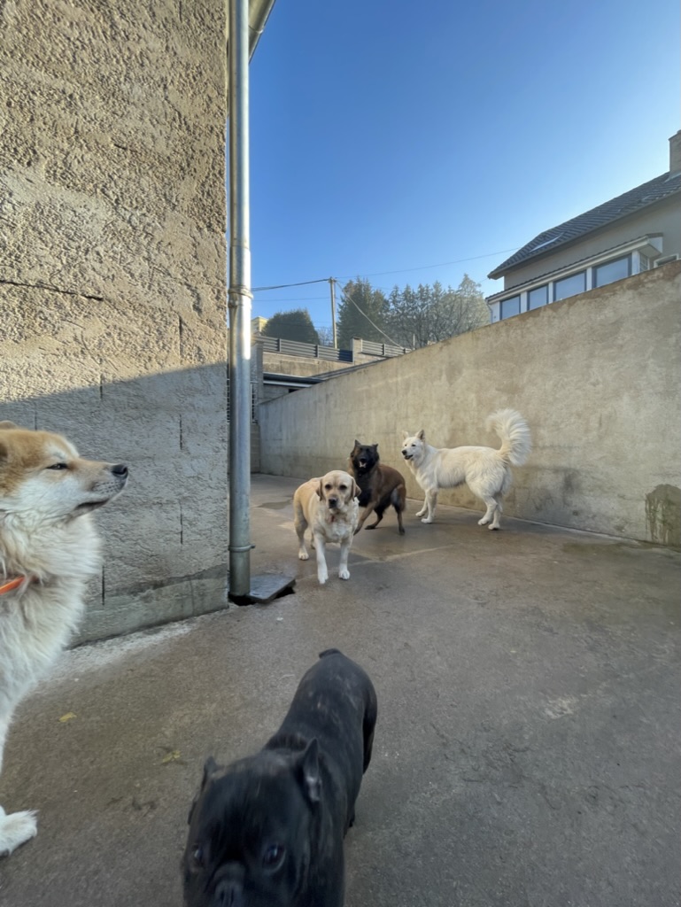 Dogs-sitter 57 — photo