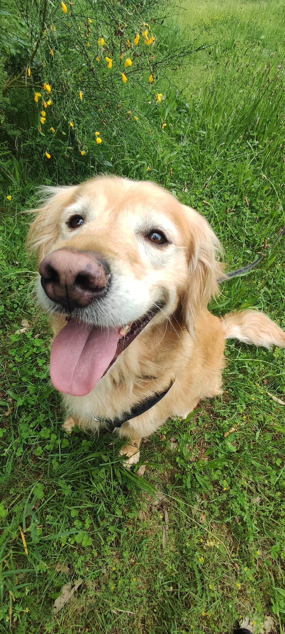 Emma Passion Canine