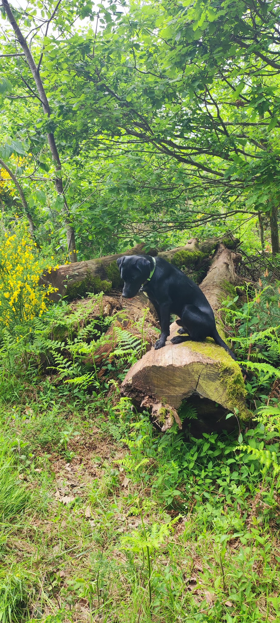 Emma Passion Canine — photo