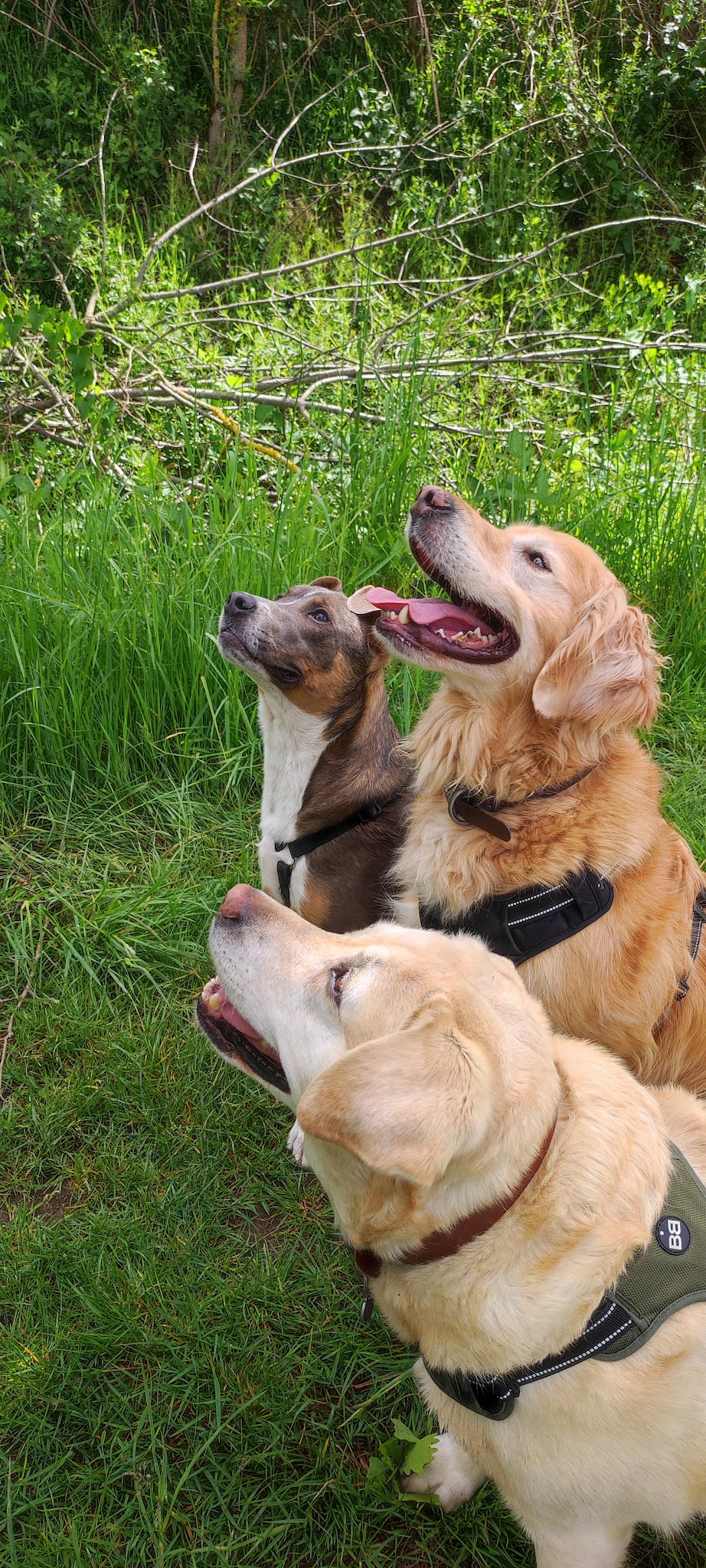 Emma Passion Canine — photo