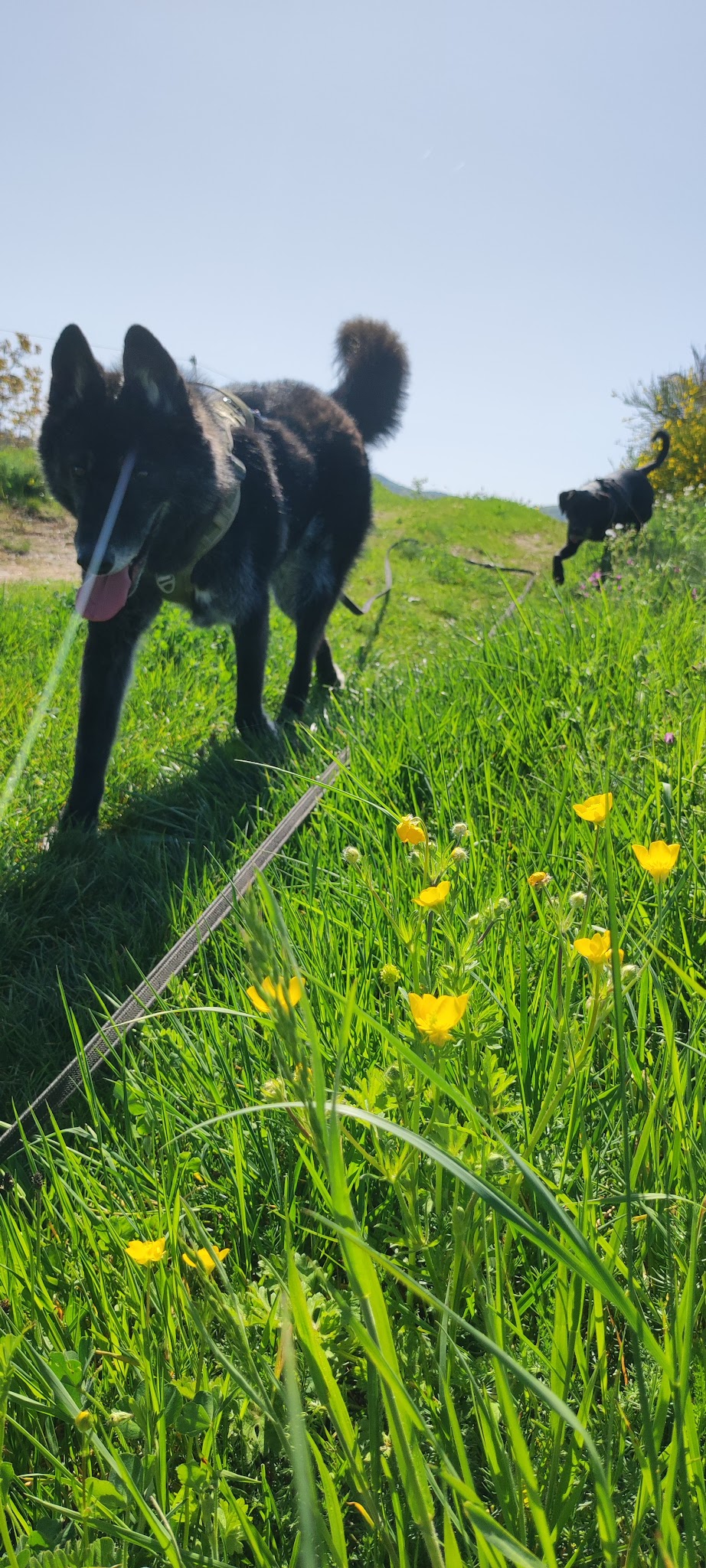 Emma Passion Canine — photo