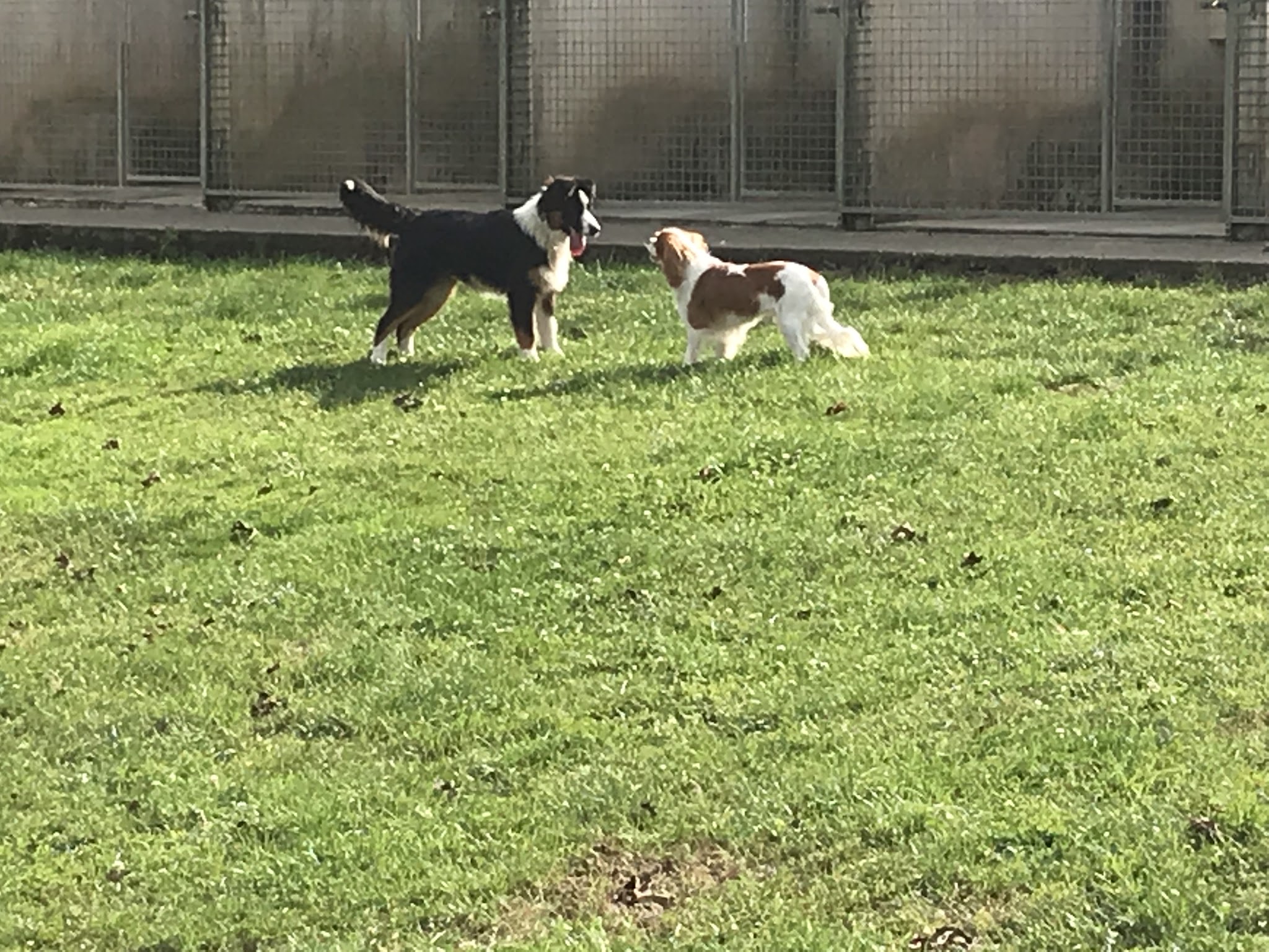 LA COMPAGNIE CANINE — photo
