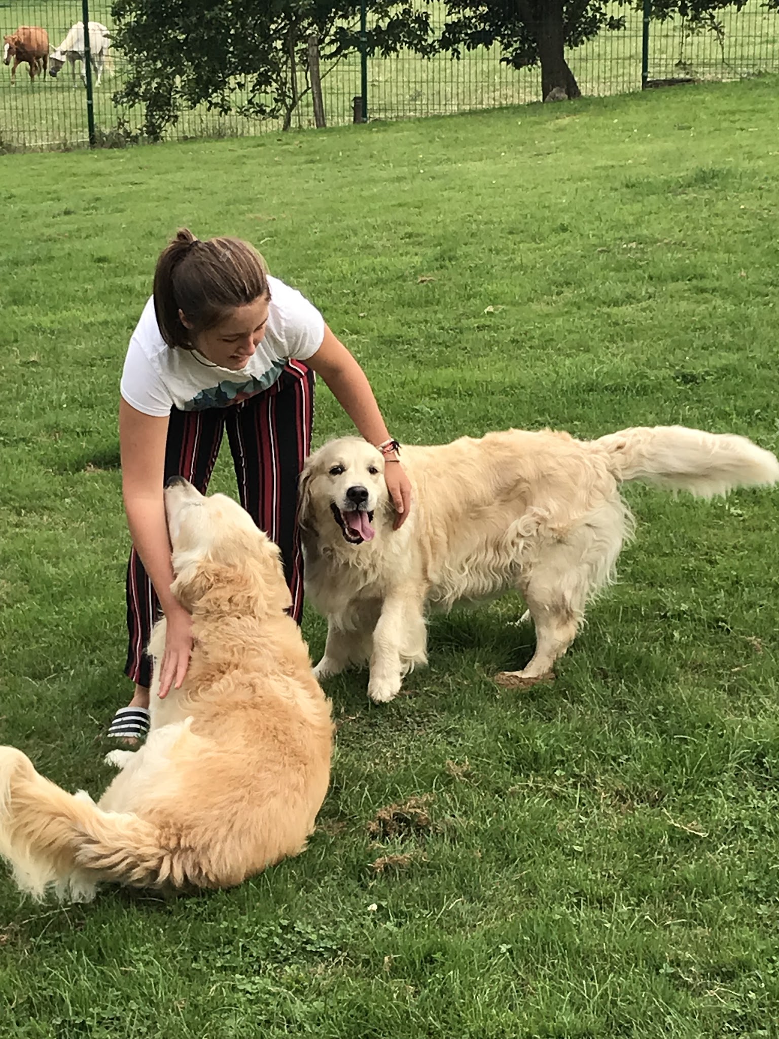 LA COMPAGNIE CANINE
