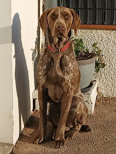 Centre Canin de La Bordette Aucamville