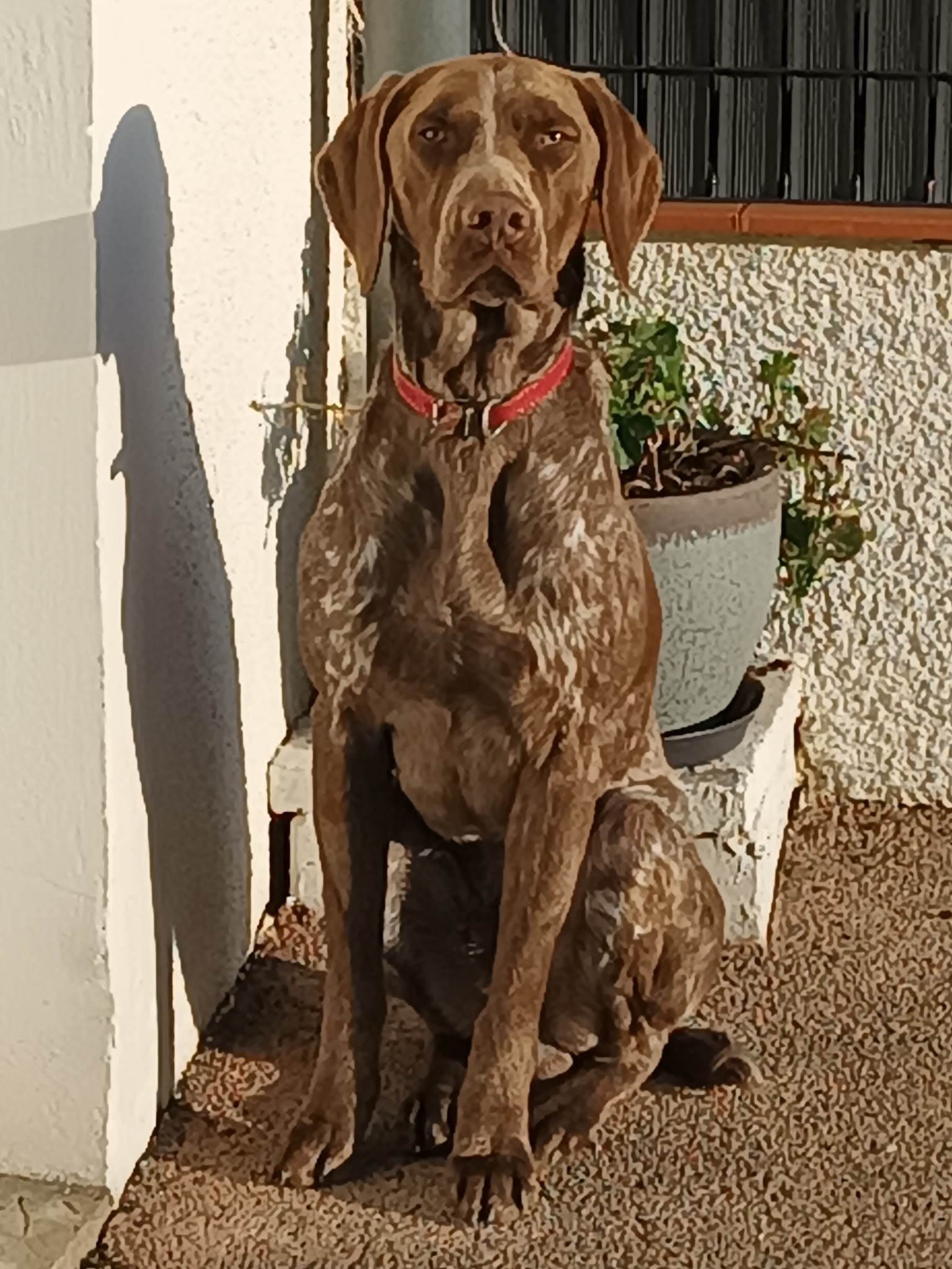 Centre Canin de La Bordette Aucamville — photo