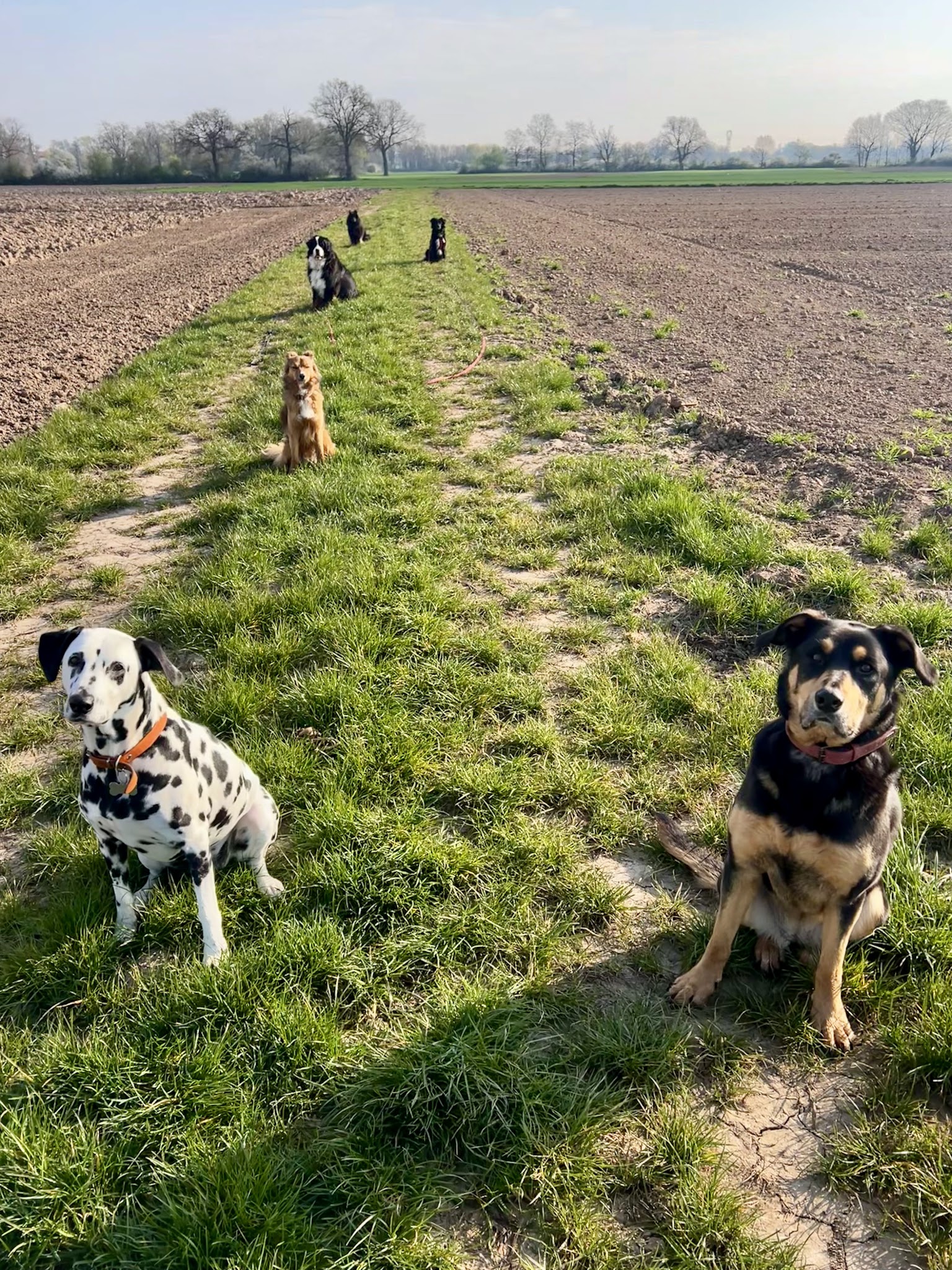 L'échappée Bêtes - Garde cocooning pour chiens et chats