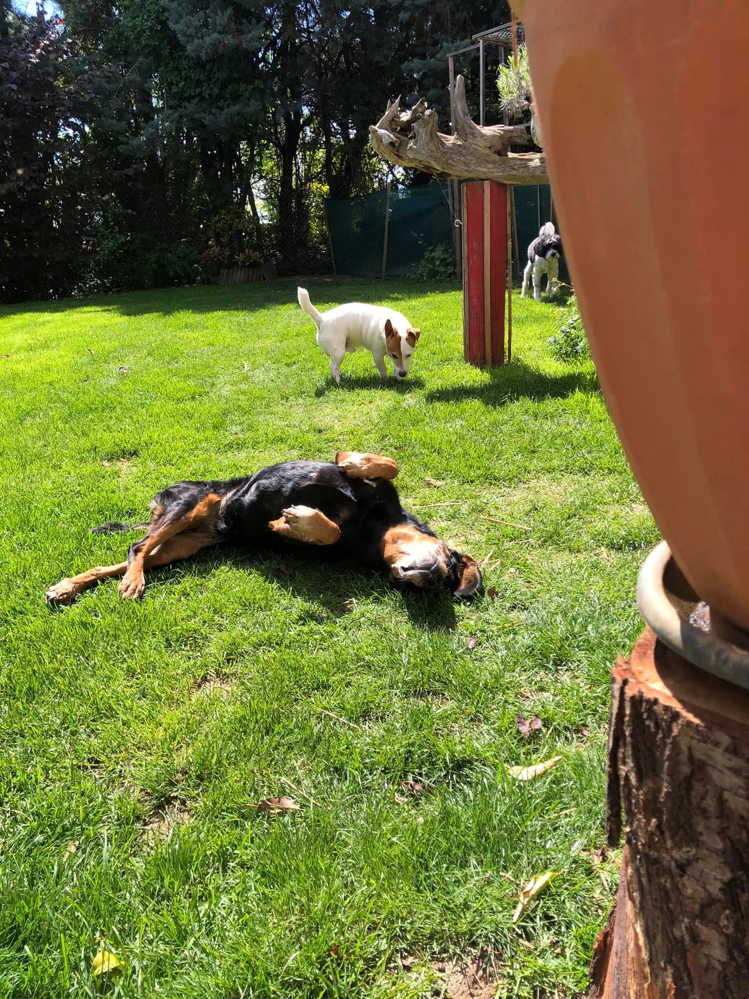 L'échappée Bêtes - Garde cocooning pour chiens et chats — photo