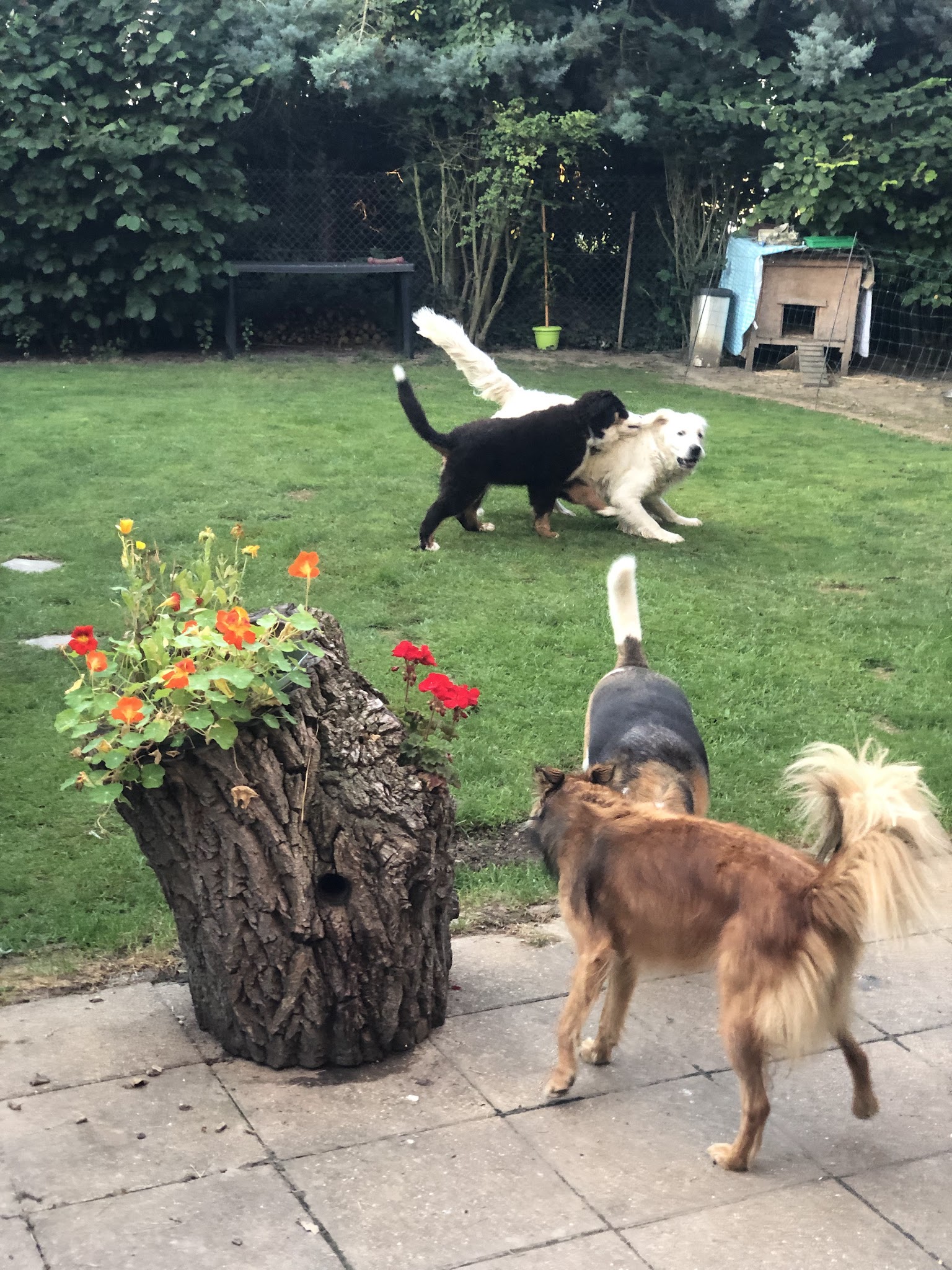 L'échappée Bêtes - Garde cocooning pour chiens et chats — photo
