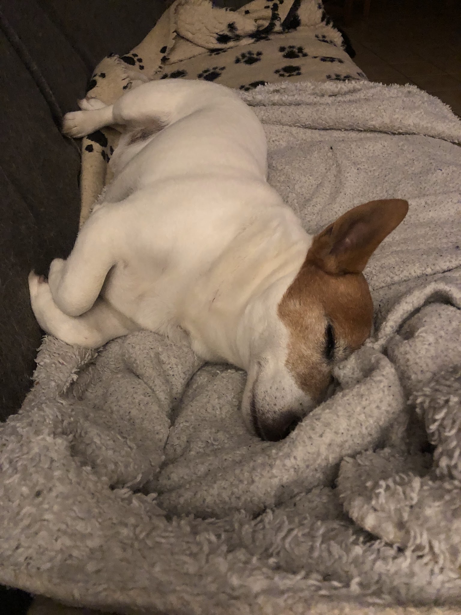 L'échappée Bêtes - Garde cocooning pour chiens et chats — photo
