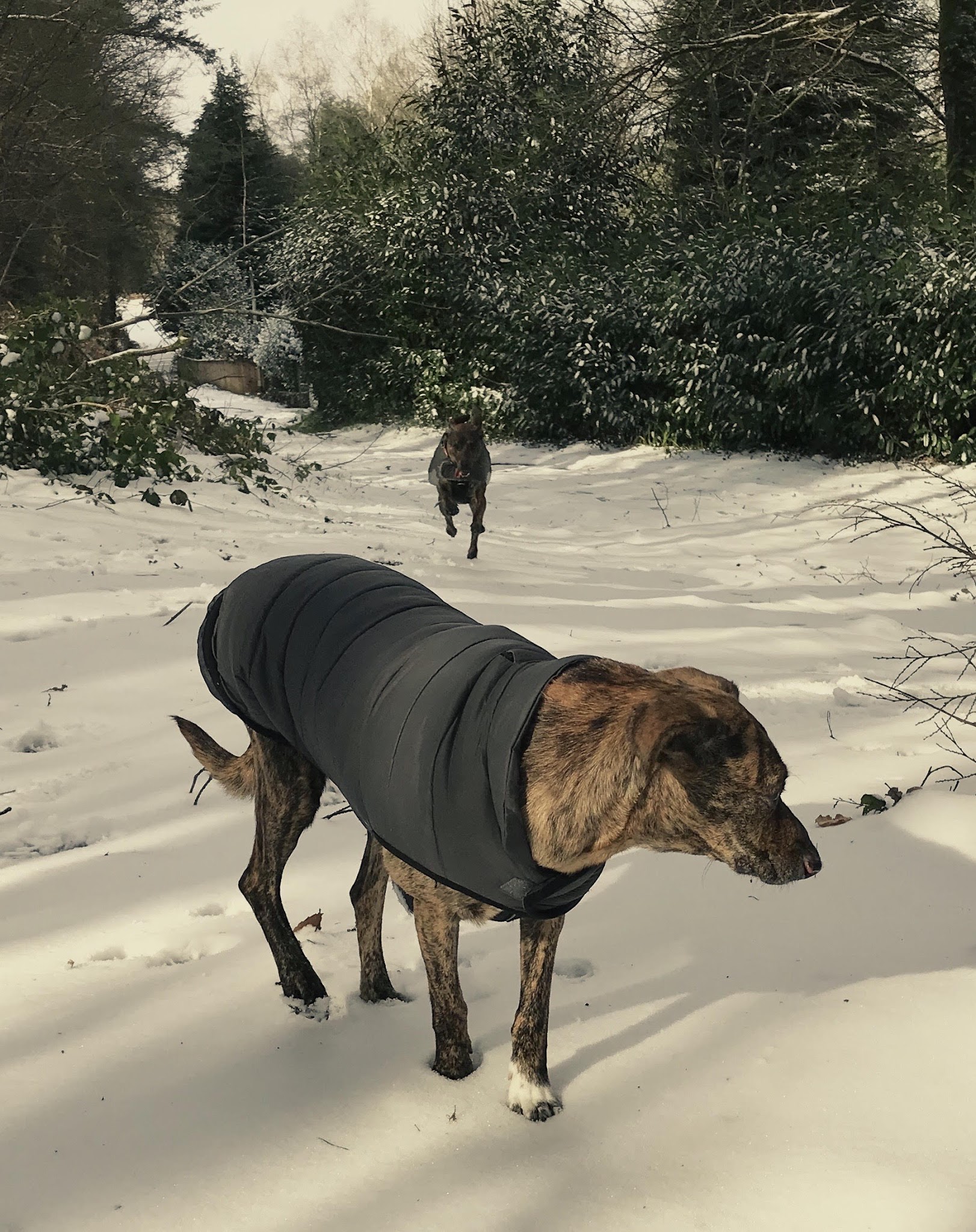 Happy Tails Services de Soins aux Animaux de Compagnie — photo