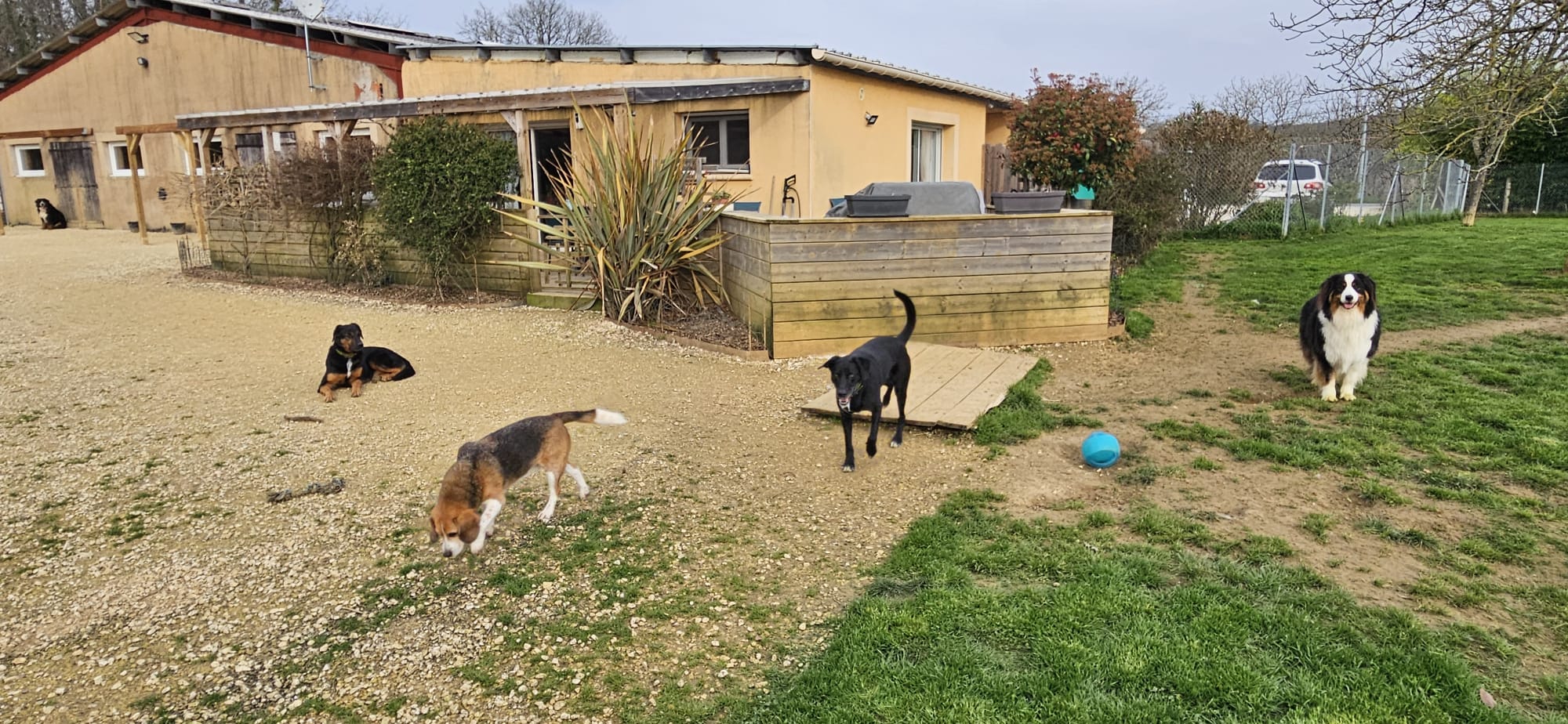 Les Poilus en Bouriane / Pension canine (accueil sur RDV) — photo