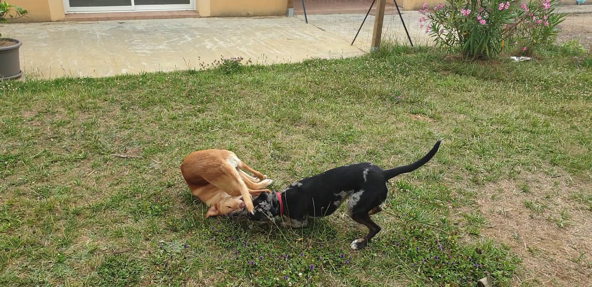 Les Poilus en Bouriane / Pension canine (accueil sur RDV) — photo