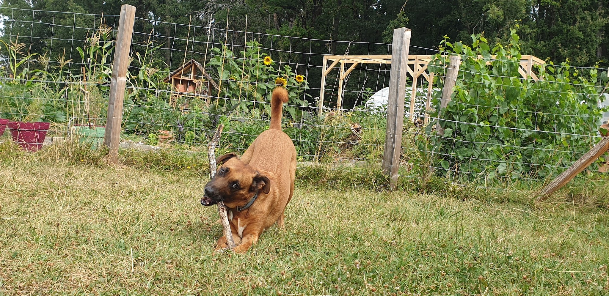 Les Poilus en Bouriane / Pension canine (accueil sur RDV) — photo