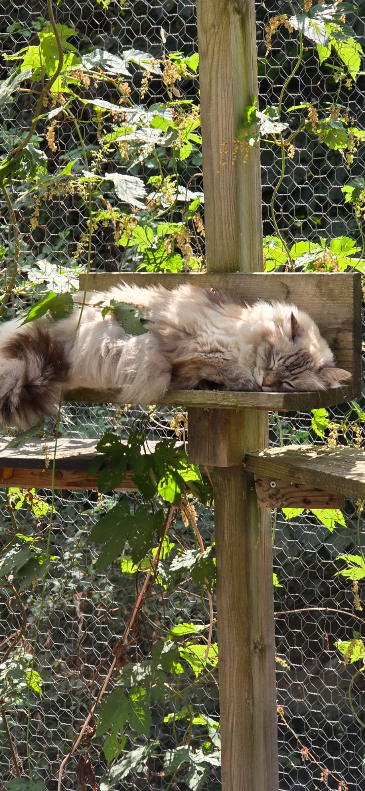 "Chez charly", pension canine 69 garde chiens et chats