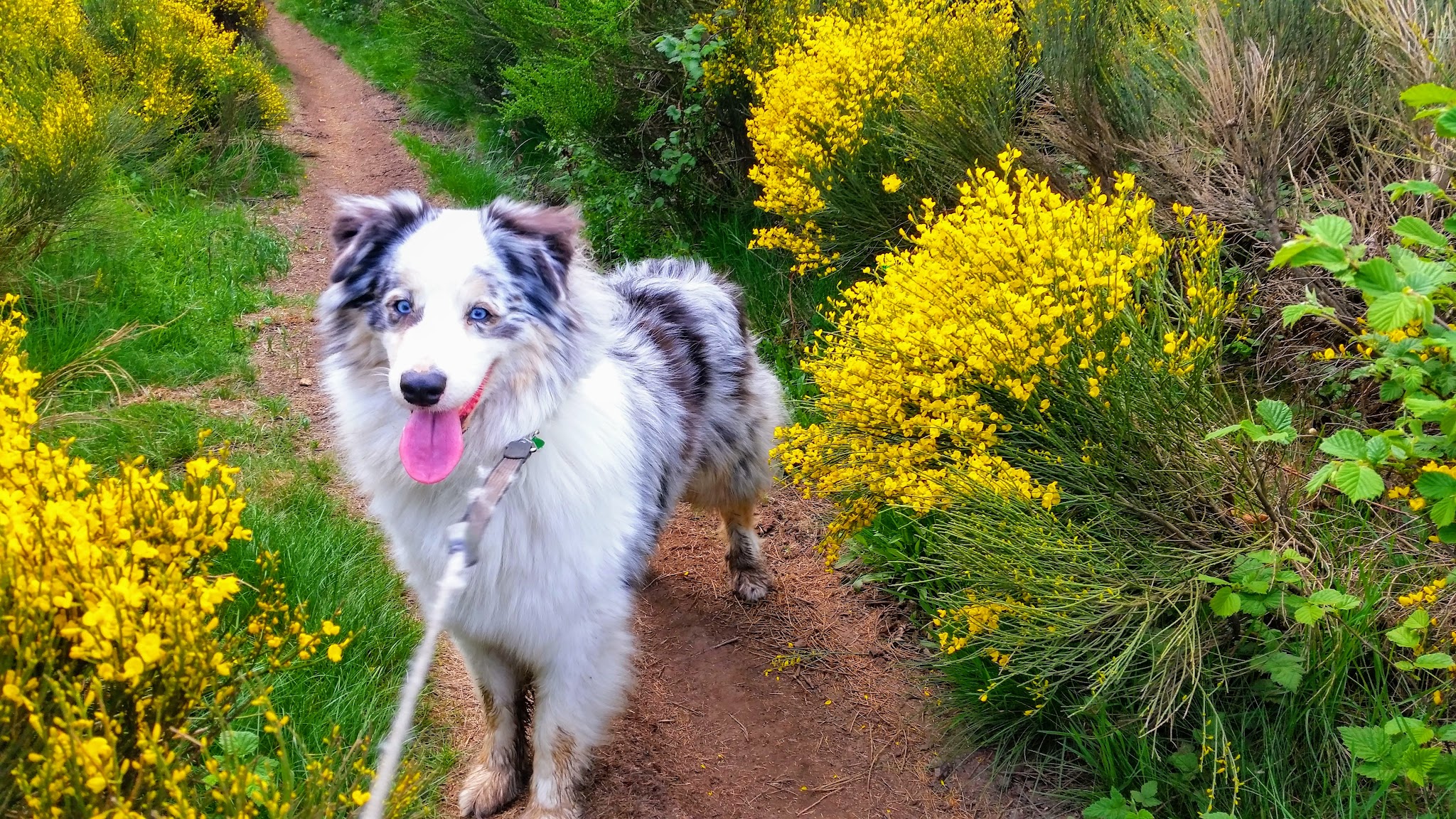 "Chez charly", pension canine 69 garde chiens et chats — photo