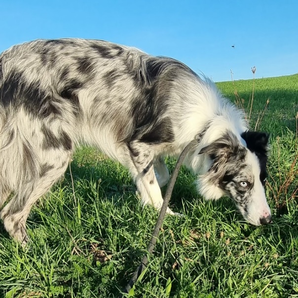 "Chez charly", pension canine 69 garde chiens et chats — photo
