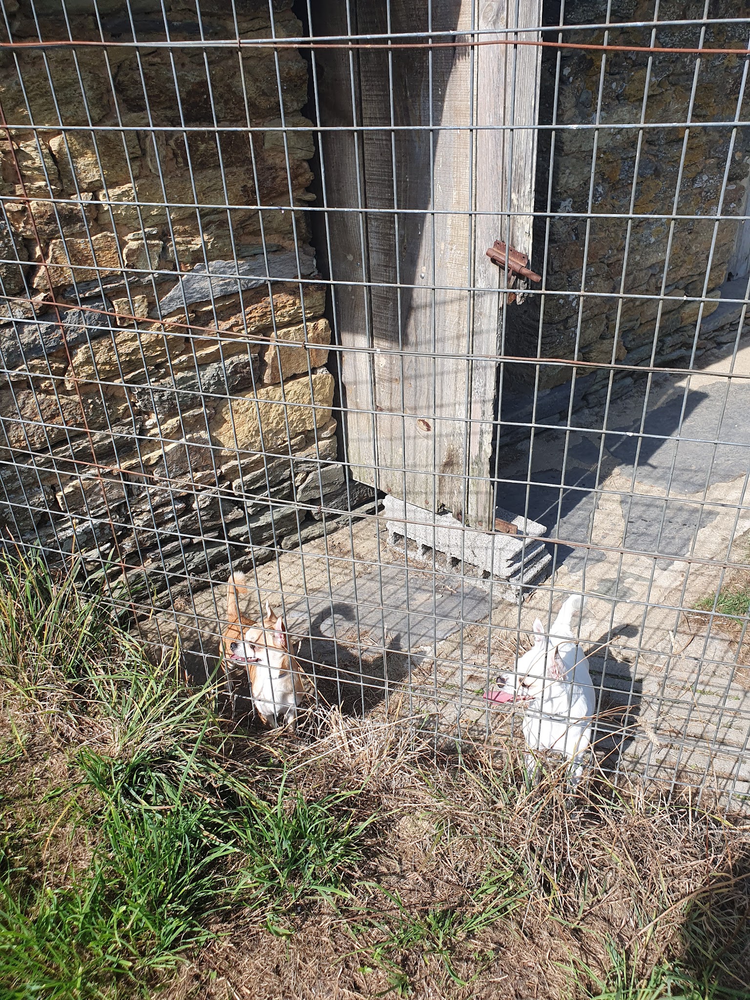 FAMILY TOUTOU-Pension d'animaux — photo