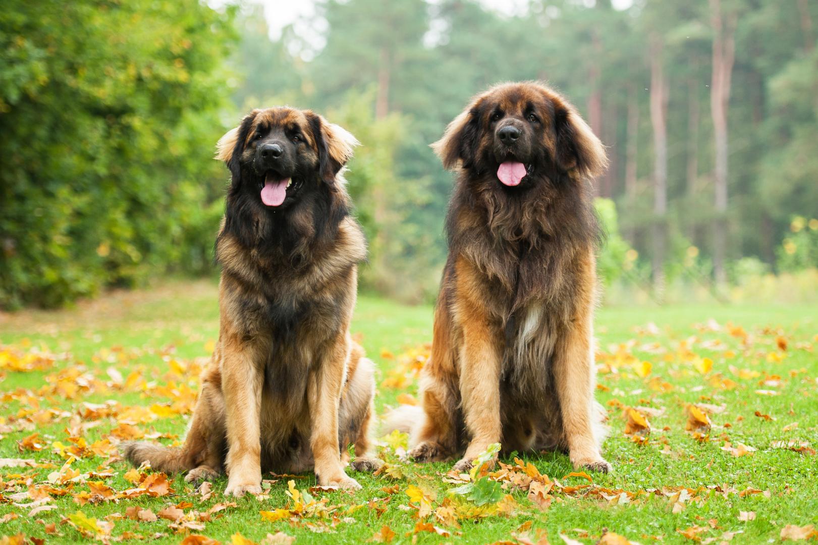 FAMILY TOUTOU-Pension d'animaux — photo