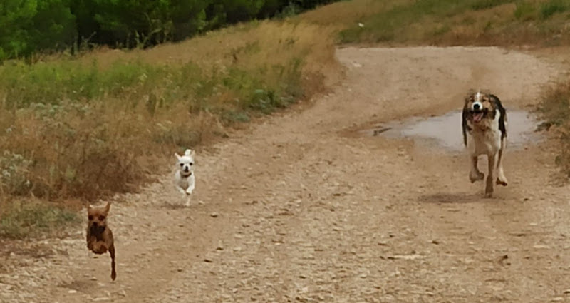 Pension Canine Familiale Comme Chez Vous