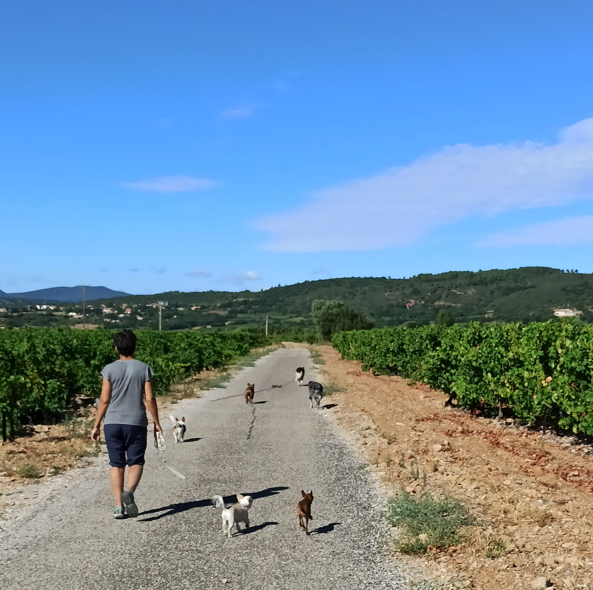 Pension Canine Familiale Comme Chez Vous — photo