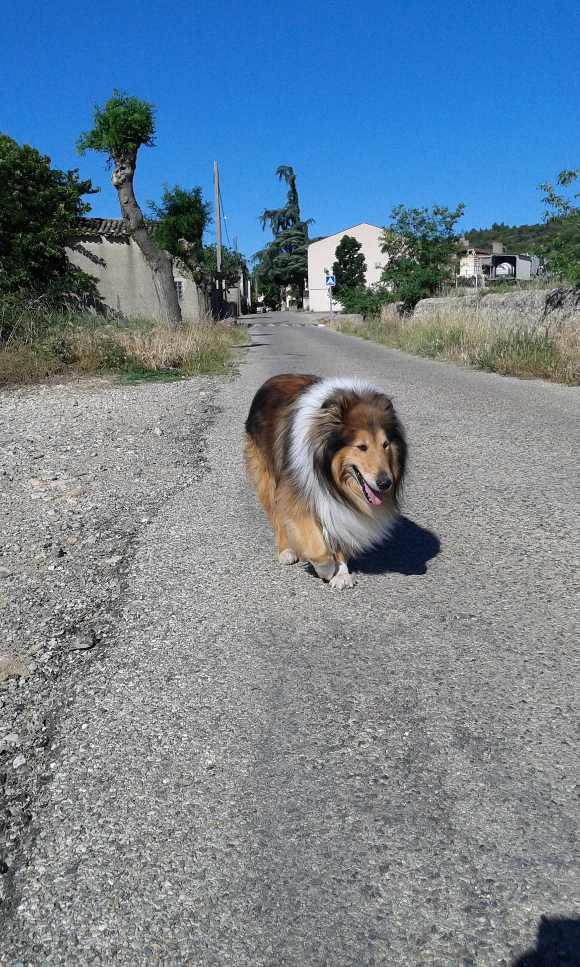 Pension Canine Familiale Comme Chez Vous — photo