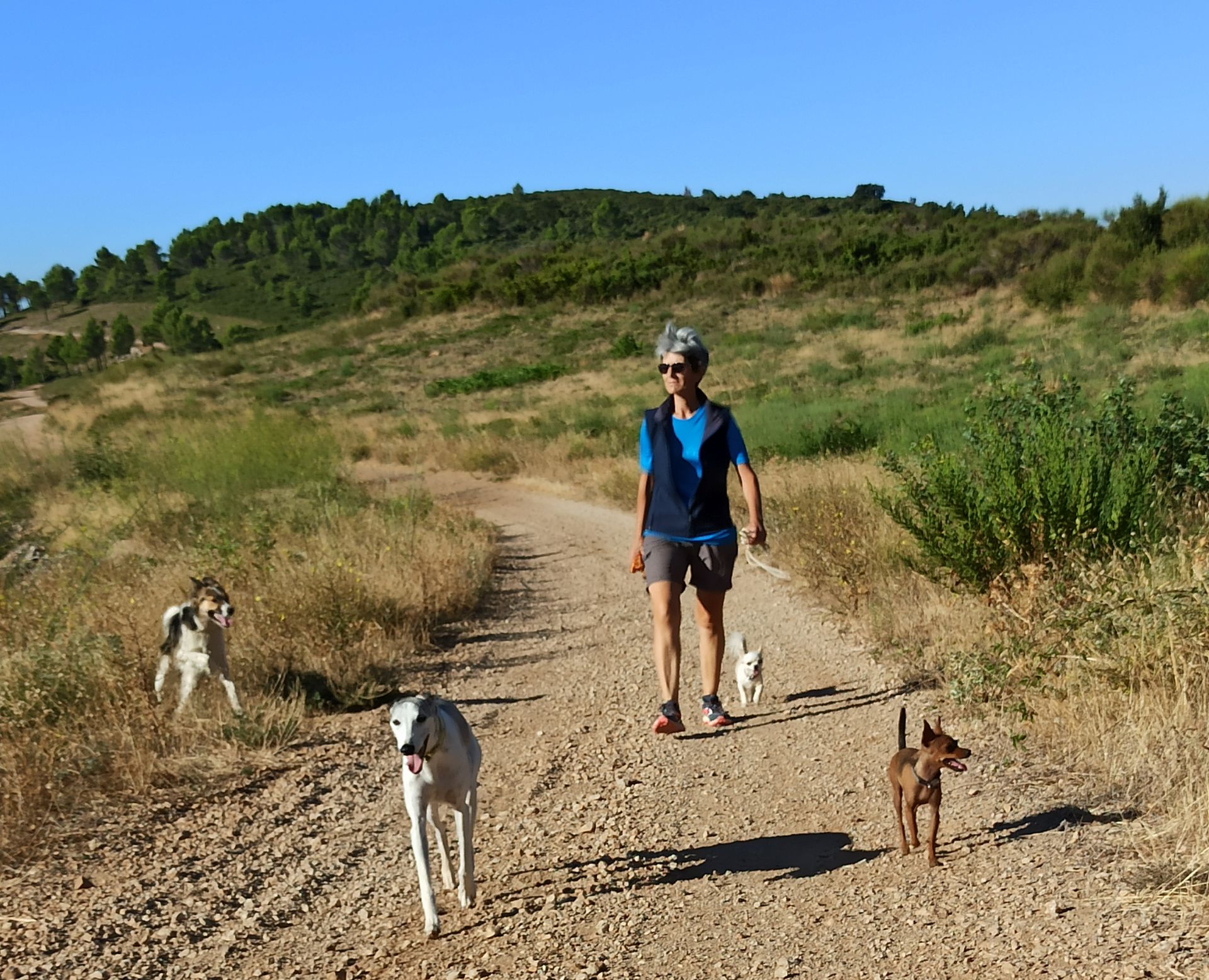 Pension Canine Familiale Comme Chez Vous — photo